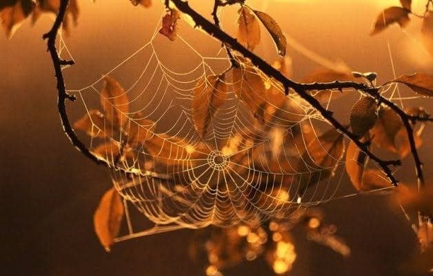 Бабине літо продовжиться: на Черкащині прогнозують до 21°