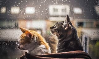 Черкащину накриє хвиля холоду: синоптики попереджають про негоду